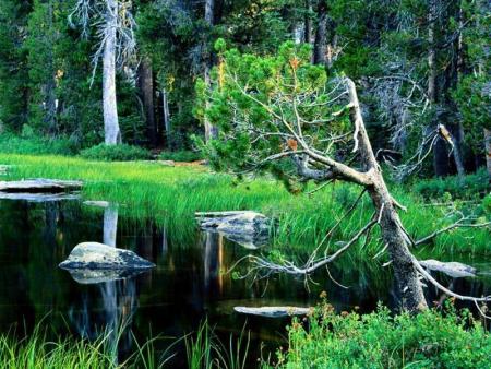 la foret